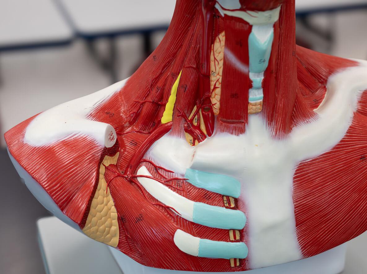 cpd-AIFiMM-Formazione-anterior-neck-muscles