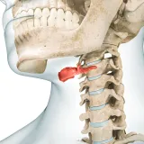 The Hyoid Bone: Biomechanical Analysis of a Mechanical Convergence Point - Force Redistribution in the Cranio-Cervical District