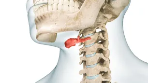 The Hyoid Bone: Biomechanical Analysis of a Mechanical Convergence Point - Force Redistribution in the Cranio-Cervical District