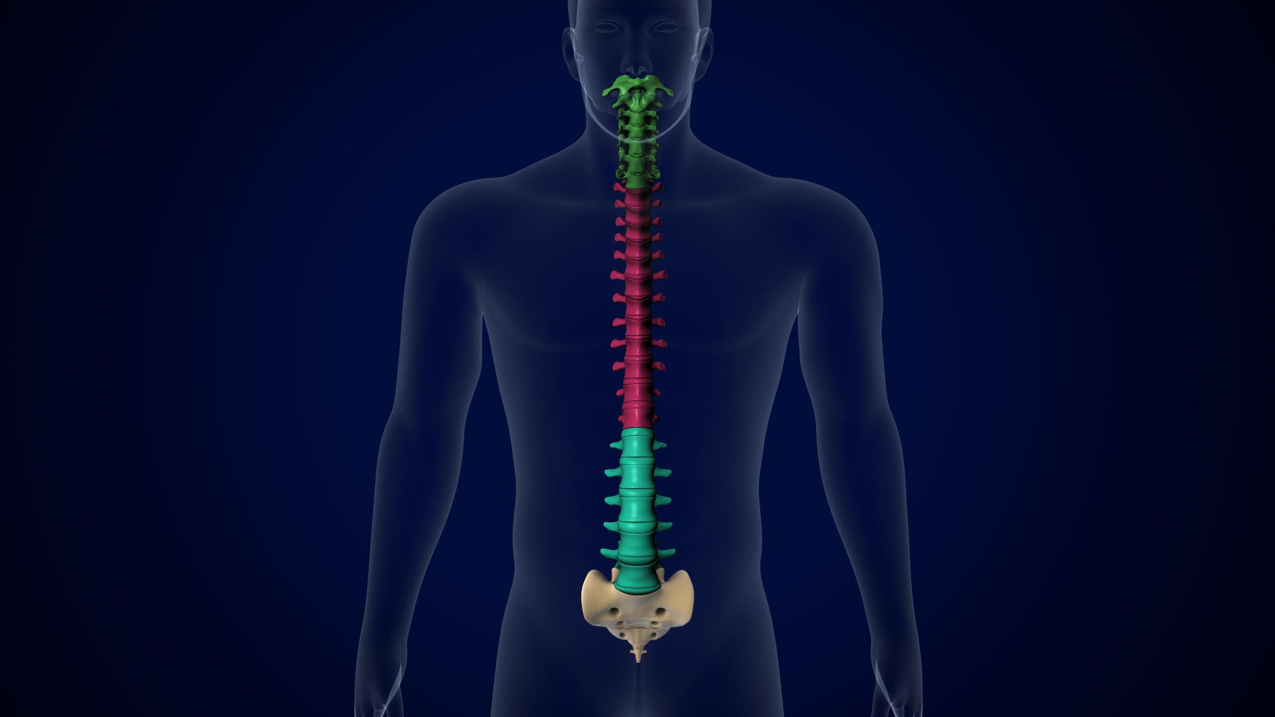 cpd-AIFiMM-Formazione-spinal-verticality