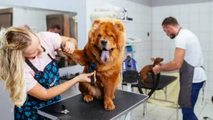 How to find CPD Dog Grooming Courses