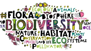 Nature-Positive Business: Why Biodiversity Credits Matter?