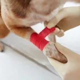 The Importance of First Aid Knowledge in Canine Care