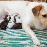 Practical Management of Canine Whelping: Monitoring Labour and Supporting Neonatal Survival
